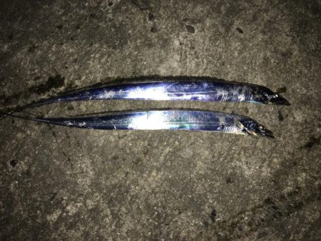 太刀魚、サゴシ